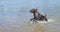 German Shorthaired Pointer in River.