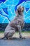 German Shorthaired Pointer sits on a sidewalk with a wall adorned with colorful graffiti artwork