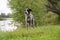 German Shorthaired Pointer standing in a hunting stance. Kurzhaar on the hunt.