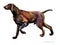 German Shorthaired Pointer. watercolor hunting dog breed clipart