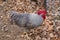 The German Sperber chicken, rooster, from a Texas farm