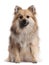 German Spitz, 1 and a half years old, sitting