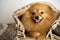 German Spitz Covered blanket. Close up portrait