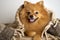 German Spitz Covered blanket. Close up portrait