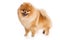 German Spitz dog