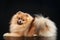 German Spitz dog