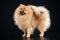 German Spitz dog