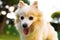 German Spitz dog pomeranian outdoors portrait