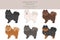 German spitz, Miniature spitz clipart. Different poses, coat colors set