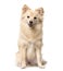 German Spitz sitting