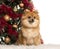 German Spitz sitting in front of a Christmas tree