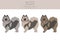 German spitz, Wolfspitz clipart. Different poses, coat colors set