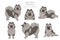 German spitz, Wolfspitz clipart. Different poses, coat colors set