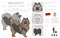 German spitz, Wolfspitz clipart. Different poses, coat colors set