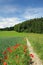 German summer landscape, cornfield with red poppies and walkway