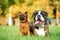 German tiger boxer dog and petit brabancon griffon