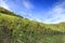 German vineyard scene