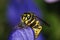 German wasp macro closeup