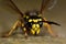 German wasp (Vespula germanica) face and head