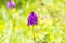 German wild orchid, Pyramidal Orchid