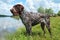 German wirehaired pointer