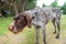 German wirehaired pointer