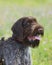 German Wirehaired Pointer