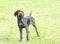 German Wirehaired Pointer