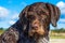 German Wirehaired Pointer