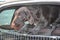 German wirehaired pointer portrait in the car