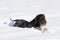 German Wirehaired Pointer - a young purebred dog with a pedigree lies in deep snow. The winter season is full of snow