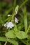 Germander Speedwell