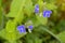 Germander Speedwell flower in blue purple blossoming in the garden in Europe during summer.