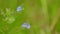 Germander speedwell, germander. Gamander-ehrenpreis or mannertreu, veronica chamaedrys growing on a meadow. Slow motion.
