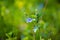 Germander speedwell. Germander Speedwell Veronica chamaedrys on a natural green background