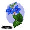 Germander Teucrium perennial plants in family Lamiaceae isolated digital art illustration. Germanders herb, shrubs and