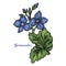 Germander Teucrium perennial plants in family Lamiaceae isolated vector illustration. Germanders herb, shrubs and subshrub.