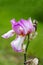 Germanica Iris flower - Chatterbox - White ground plicata, marked rose yellow-gold beard