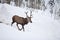 Germany, Bavaria, Deer walking in snow scenery