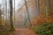 Germany, Berchtesgadener Land, autumn forest, fog