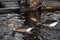 Germany. Birds on the Alster lake in Hamburg. February 13, 2018