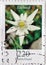 GERMANY - CIRCA 2006  : a postage stamp from Germany, showing a European flower: Edelweiss