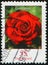 GERMANY - CIRCA 2008: stamp 55 Euro cent printed in Germany, shows flowering plant Rosa - Garden Rose