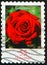 GERMANY - CIRCA 2008: stamp 55 Euro cent printed in Germany, shows flowering plant Rosa - Garden Rose, flora
