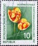 GERMANY, DDR - CIRCA 1961 : a postage stamp from Germany, GDR showing Garden tulips Tulipa gesneriana in full bloom. Internation