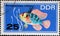 GERMANY, DDR - CIRCA 1966  : a postage stamp from Germany, GDR showing an ornamental fish: South American butterfly cichlid, Mikro