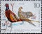 GERMANY, DDR - CIRCA 1968: a postage stamp from Germany, GDR showing small game: common pheasant