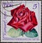 GERMANY, DDR - CIRCA 1972: a postage stamp from Germany, GDR showing a carnelian rose. Text: International Rose Exhibition GDR 197