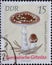 GERMANY, DDR - CIRCA 1974 : a postage stamp from Germany, GDR showing a european poison mushroom panther mushroom Amanita panther