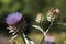 Germany, Globe Artichoke, close up